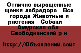 Отлично выращенные щенки лабрадора - Все города Животные и растения » Собаки   . Амурская обл.,Свободненский р-н